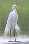 Great  Egret